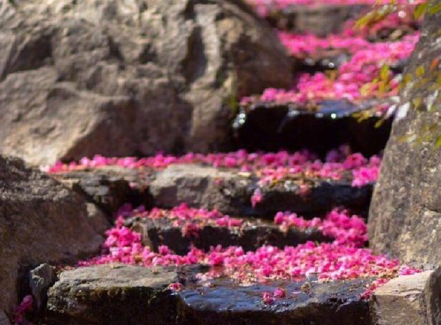 大理苍山雨中美景,大理苍山花海风景图片