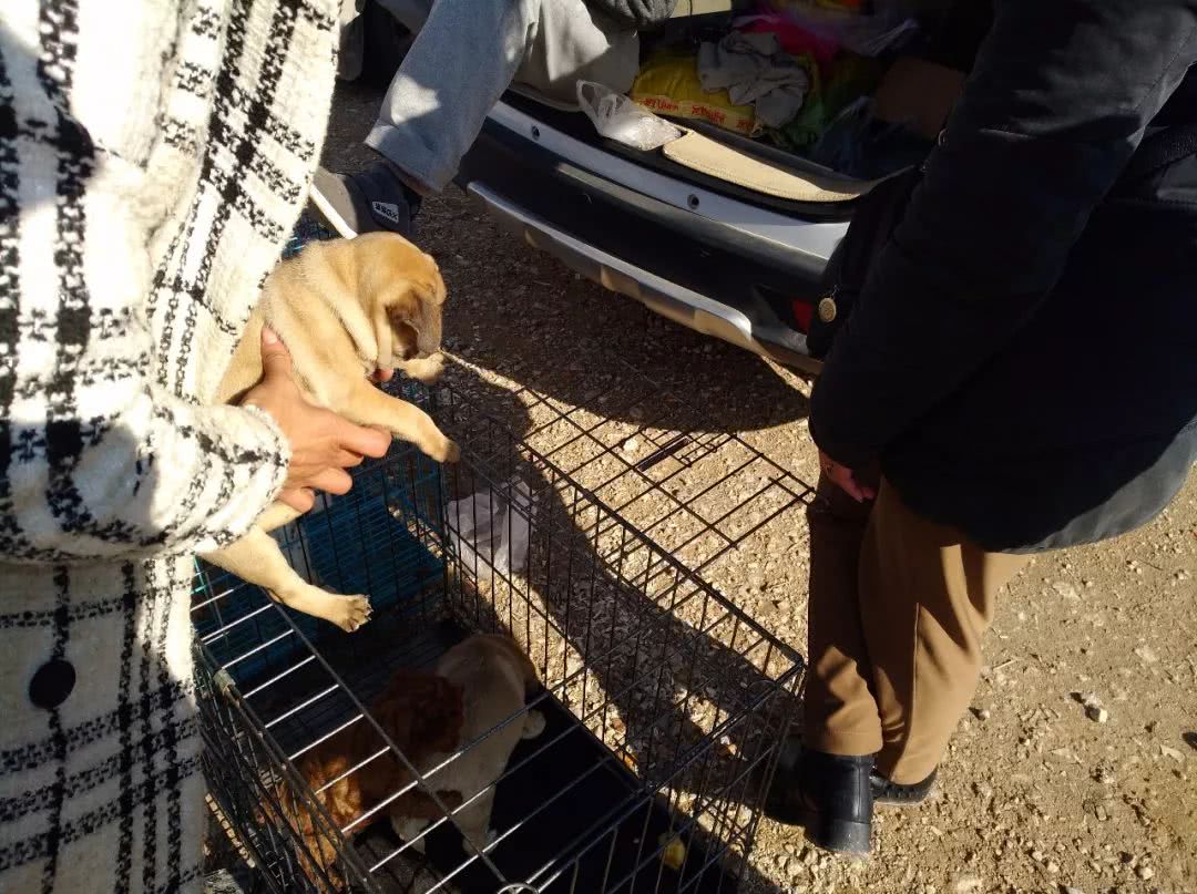 巴哥犬一般卖多钱,网上卖的巴哥犬价200一只是真的吗