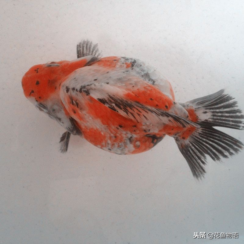 鎏金金鱼资深鱼友,鎏金鱼金鱼品种图片