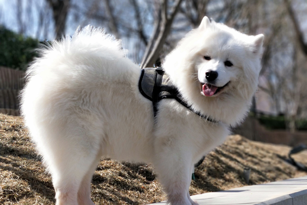 奇特动物的尾巴,动物的尾巴有什么用