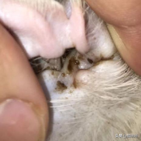 每天15分钟，医生手把手教你做17项猫咪全身检查