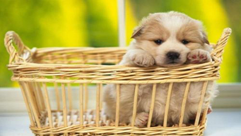 领养狗狗可以挑选品种和年龄么,领养狗狗要领养什么样子的好