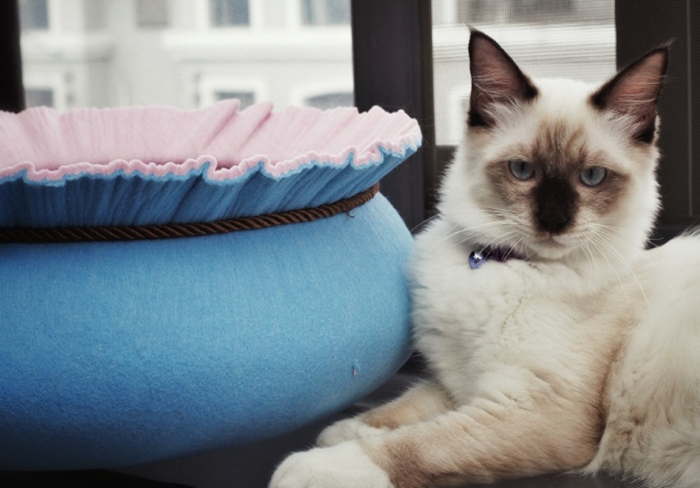 猫咪毛发干枯没光泽掉毛严重,猫咪也有头皮屑吗