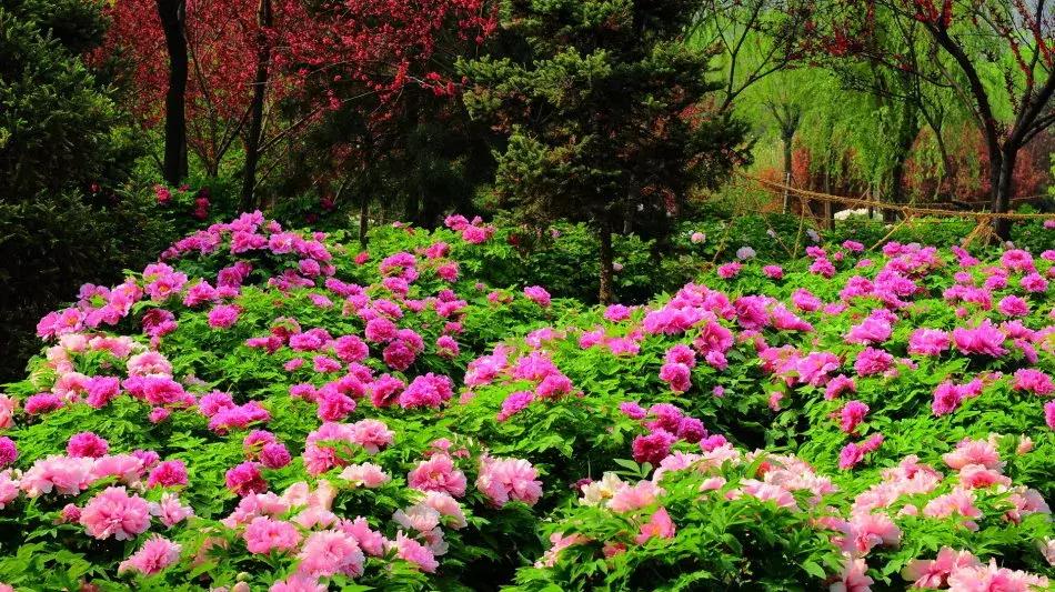 好书推荐快来领取你的宝藏书单,100种百花图谱大全