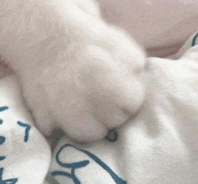 中华田园橘白猫脾气好吗,中华田园白猫配什么猫