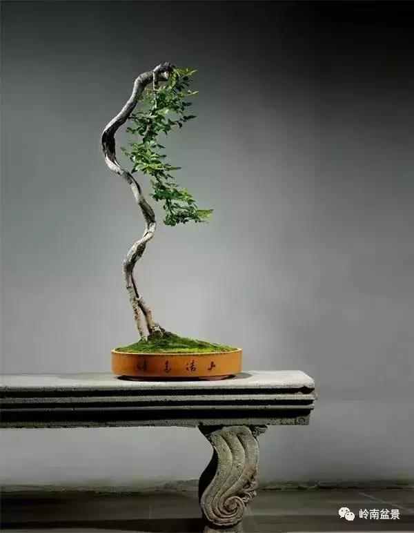 一盆盆景佳作究竟应该是怎样的,大师级盆景作品欣赏