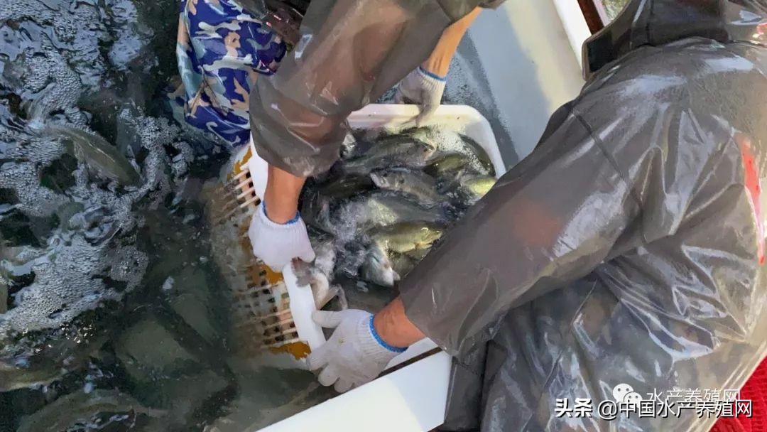 价格即将上涨,价格又要变或将大幅下调时间