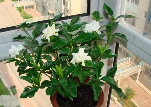 水培扦插栀子花根怎么长在上面了,栀子花扦插养殖方法和注意事项