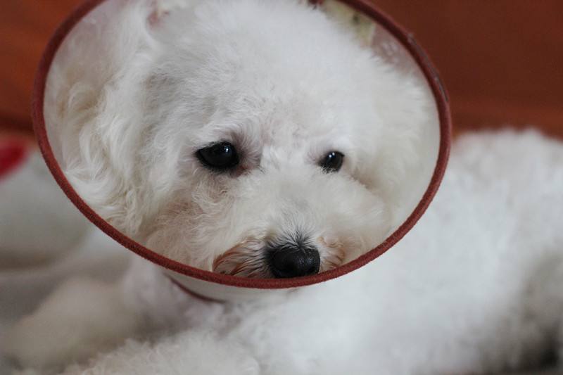 怎么预防狗狗被蜱虫叮咬,怎样预防蜱虫狗狗