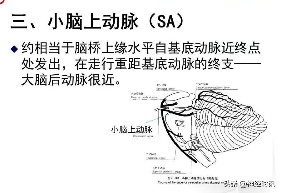 脑动脉解剖学讲解,基底节区脑血管解剖