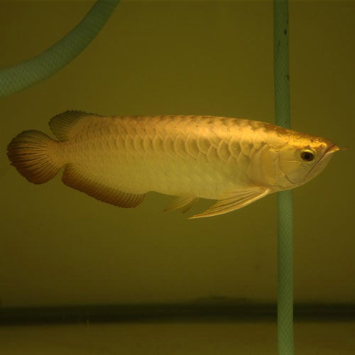 十大最好看的观赏鱼图片大全,十种最漂亮的观赏鱼图片