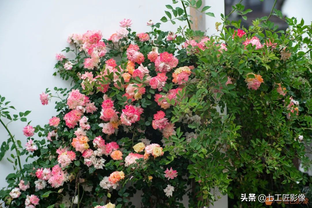 七工匠75mmf1.25夜神人像镜头,七工匠75mmf1.25参数