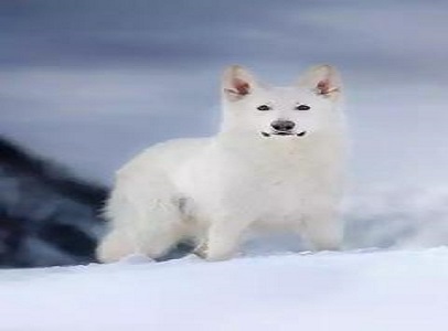 打油诗来历简短,什么是打油诗为什么叫打油诗