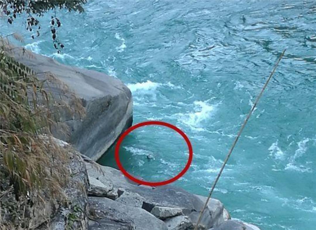 平头哥被雄狮咬死,平头哥挑战老虎被咬死