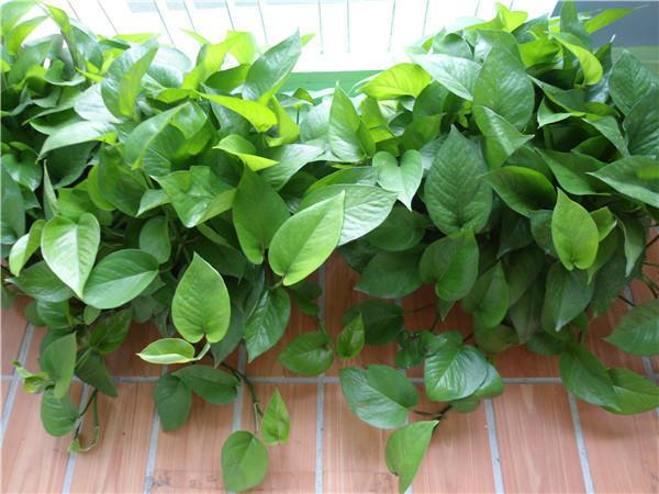 绿萝太长有什么讲究,绿萝长10米怎么处理最好