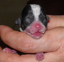 养吉娃娃属于小型犬吗,适合家庭饲养的小型犬吉娃娃