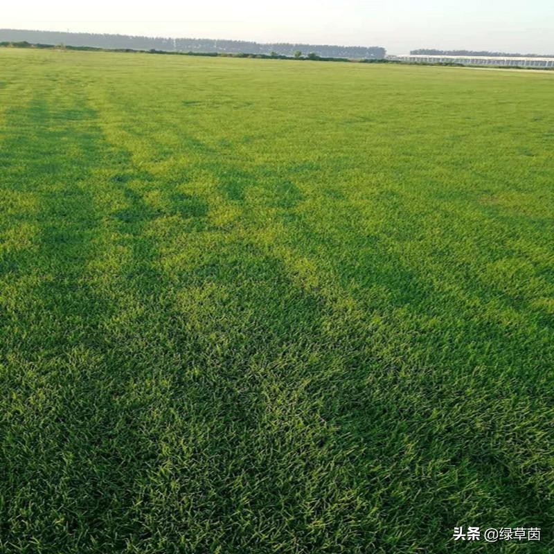 南方种什么草坪最好,北方耐寒草坪用什么草种最好