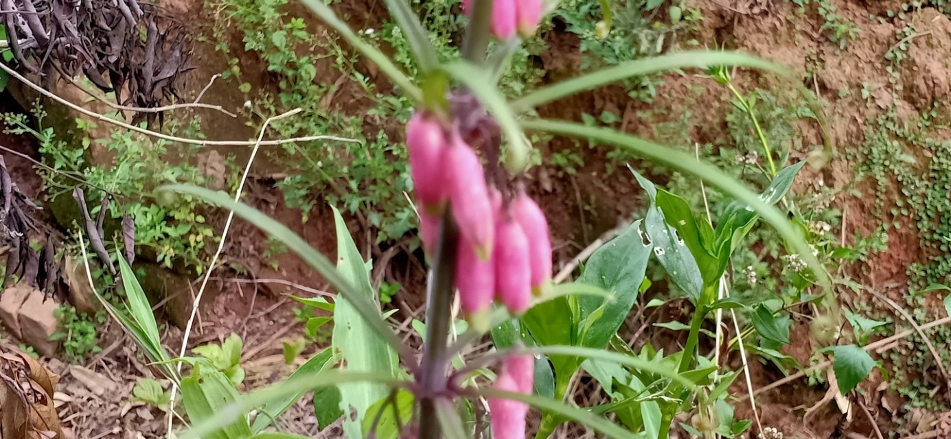 野生长在山上白芨图片,野生白芨允许挖吗