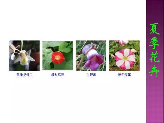 花卉大全500种观叶植物名称,1332种常见花卉植物图谱