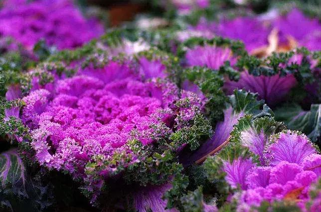 绿色像菜一样的花,像菜一样的花