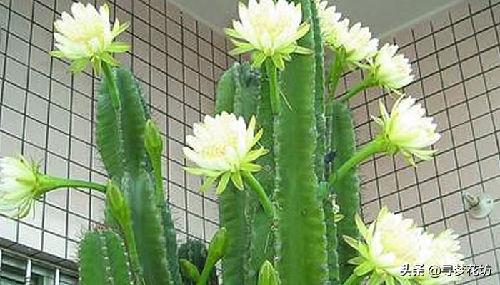 适合摆在客厅且吸甲醛的绿植,适合放客厅的大盆绿植吸甲醛