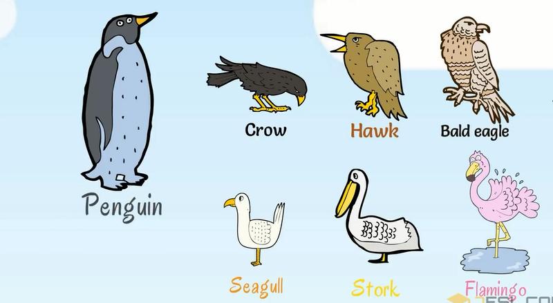 描述动物特征的英文词汇,动物英文词汇1000词