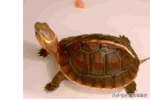 养乌龟新手入门养什么龟,新手养乌龟推荐养什么样的龟