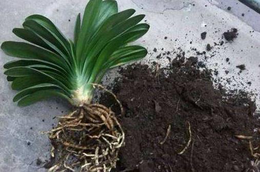 秋冬季君子兰换盆可以吗,君子兰春天换盆怎么养才能长得快