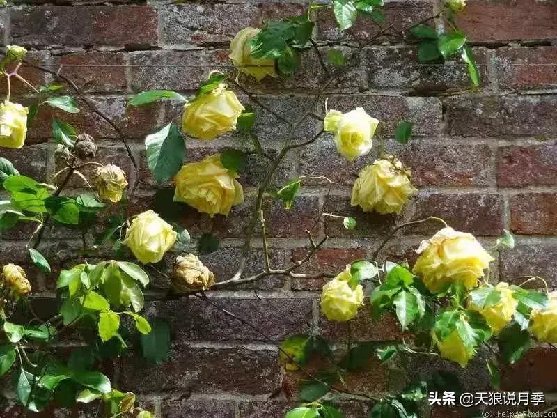 古老月季的魅力,40种中国古老月季