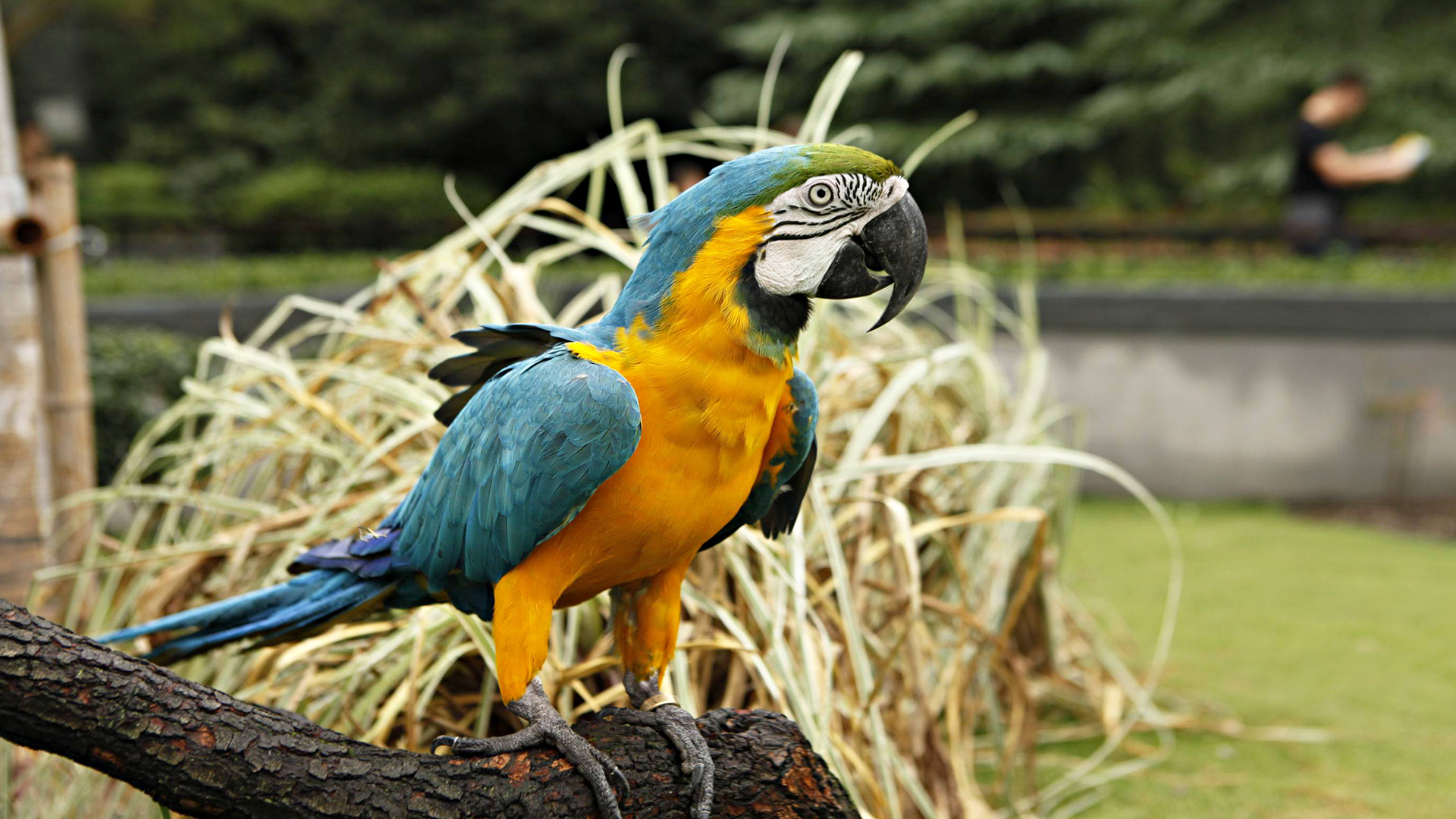 蜗牛智商高的动物,盘点动物世界最慢的动物蜗牛