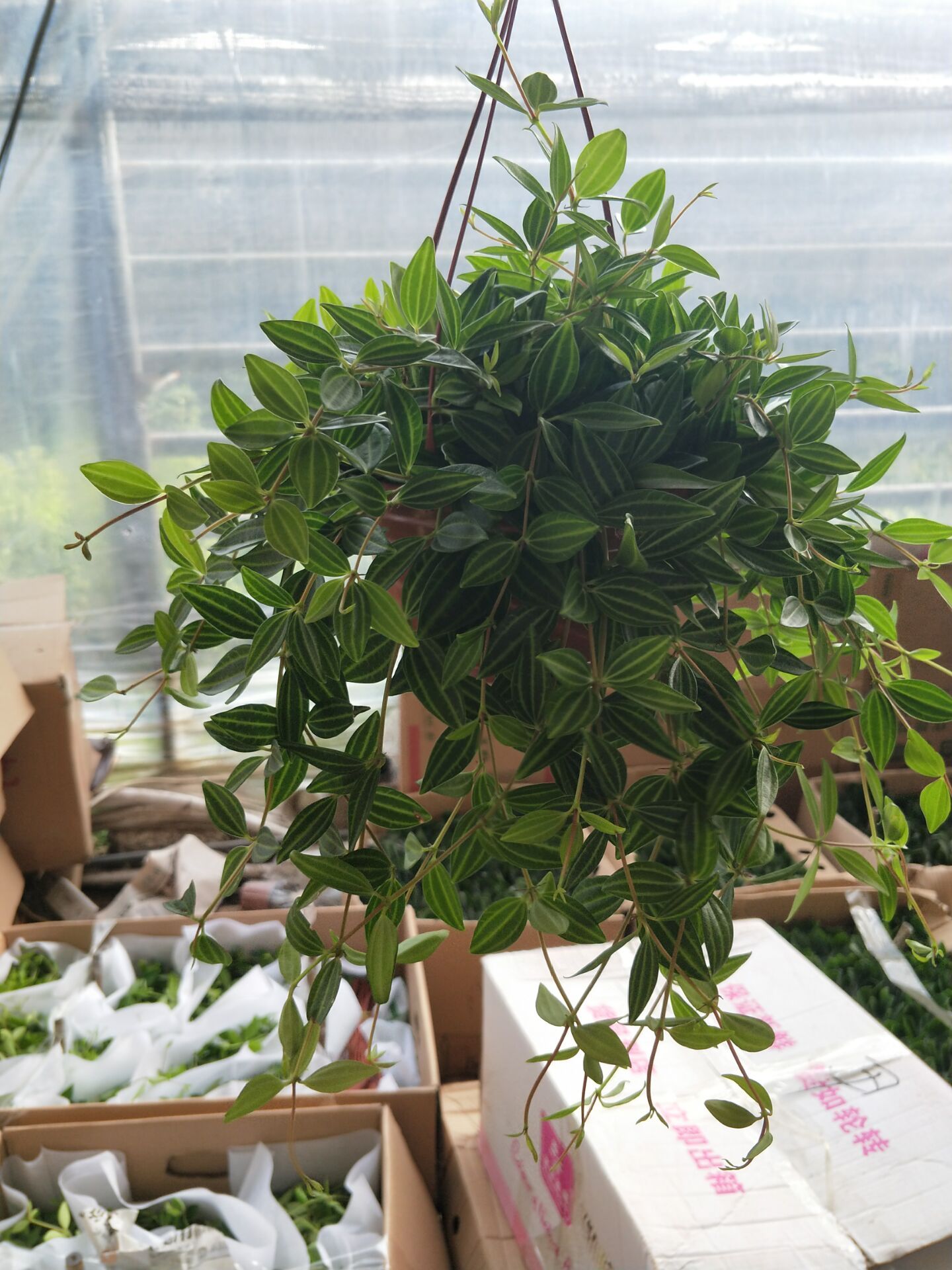 吊兰花卉的种类图片及名称,好看的吊兰植物图片及名称