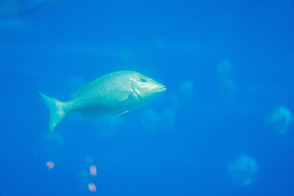 珠海长隆旅游攻略一天自由行,珠海长隆旅游攻略三天自由行