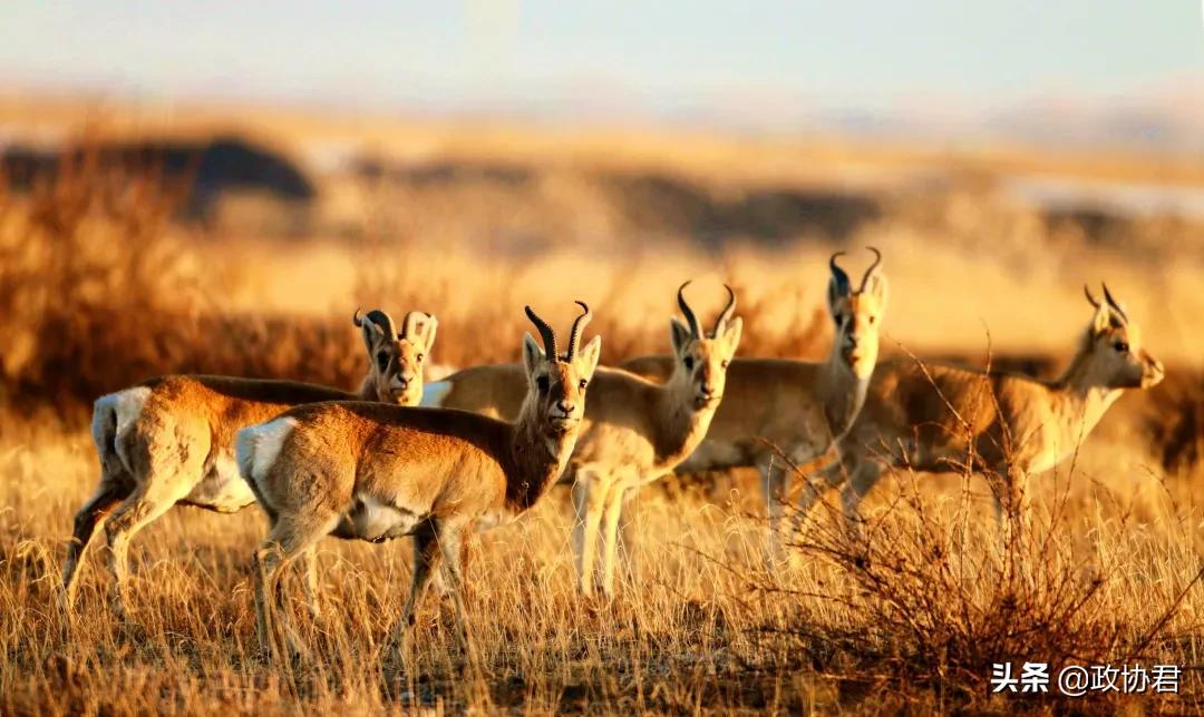 这位老*党**员镜头下的青海，美出天际
