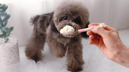 灰色贵宾犬为什么那么贵？网友直言：“水太深”了