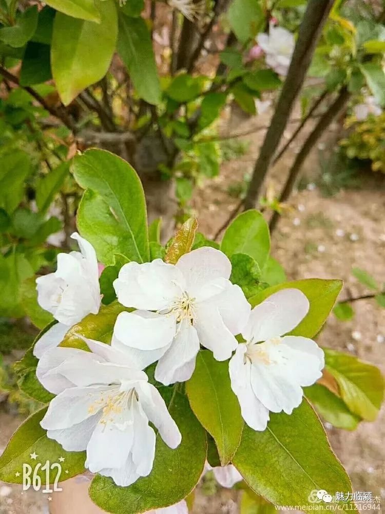 临颍人原创作品：旖旎海棠红