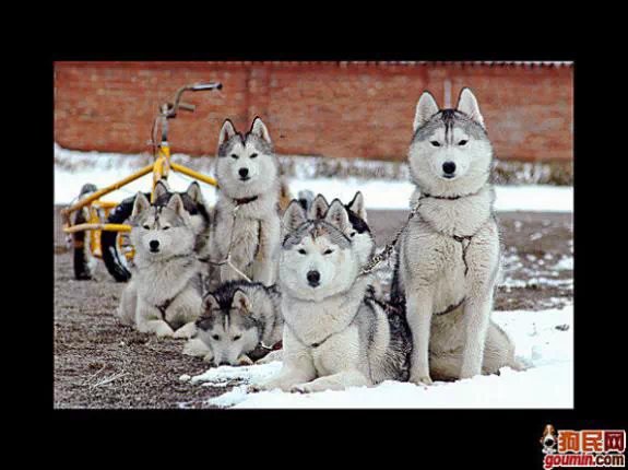 鐙楃嫍澶у叏鍙埍,鍙埍鐨勫皬鐙楃嫍閫佺粰鐖辩嫍浜哄＋