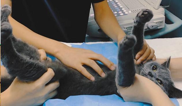 猫咪割了蛋为什么很活泼,猫怎么那么可爱呢