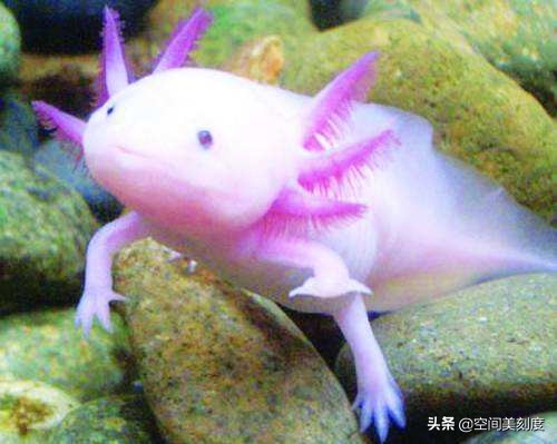 30种常见热带观赏鱼图片大全,十大你肯定没养过的热带观赏鱼