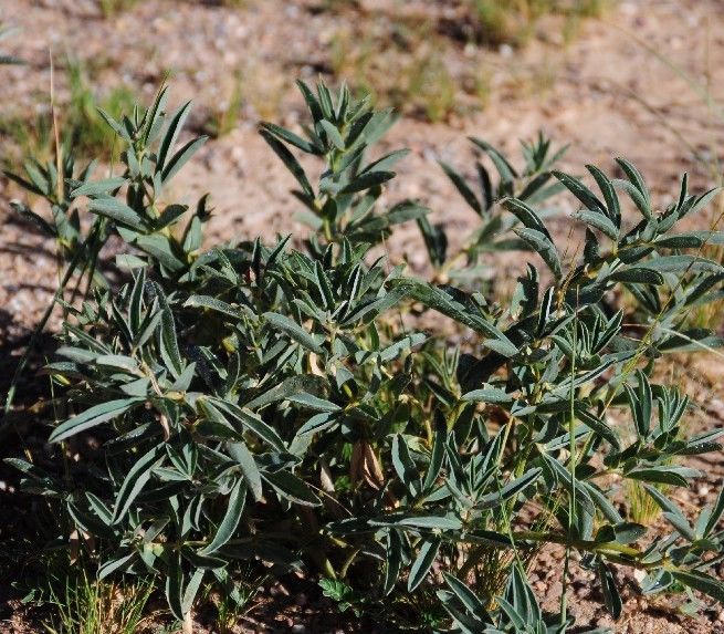 农村院子怎么防蛇进屋,庭院种什么花草防蛇