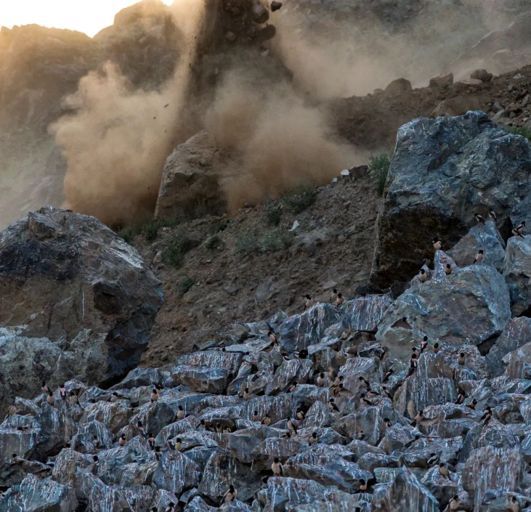 不保护就晚了！你最爱的干（小）脆（熊）面（猫）比大熊猫还濒危