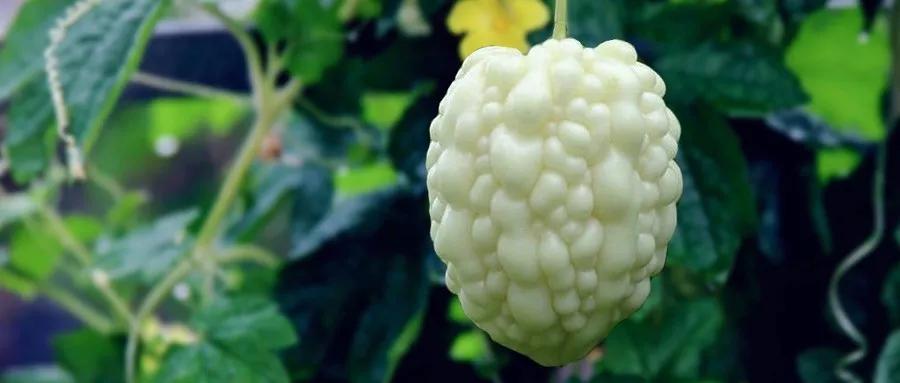 农村小伙回村创业,最适合在农村创业的项目有哪些