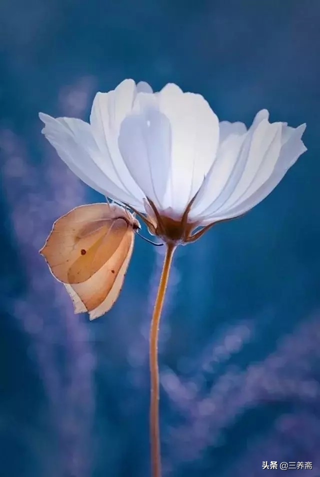 夜宿山寺李白古诗背诵,夜宿山寺古诗李白动画讲解