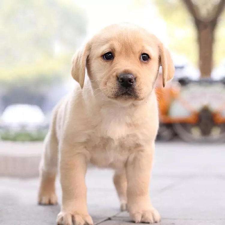 适合陪伴孩子成长的小型狗狗,8种最适合和小孩子相处的狗狗