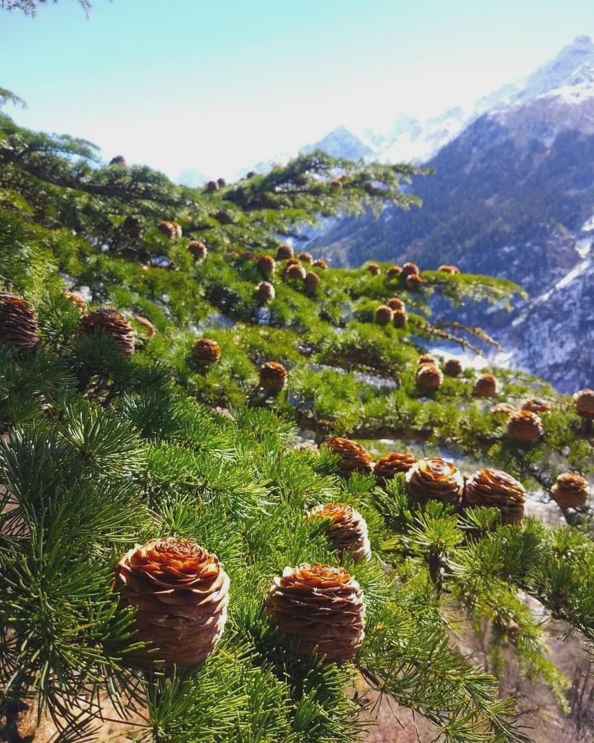 花生、瓜子、腰果、巴旦木……坚果那么多，谁最昂贵？谁最危险？