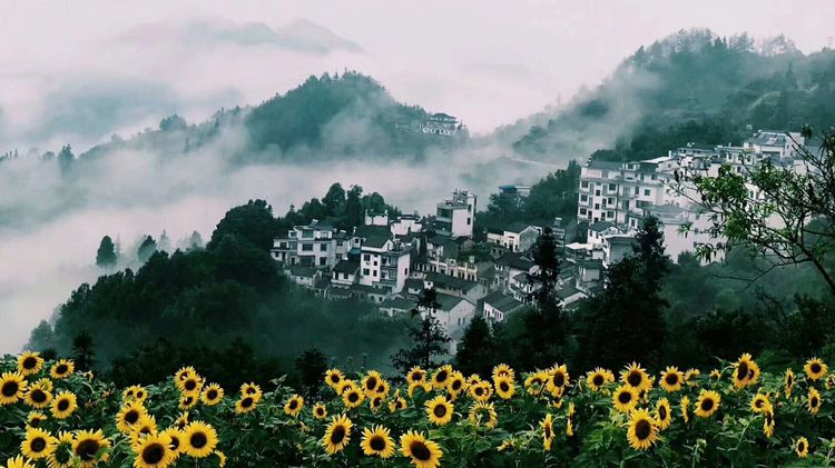 8月向日葵云海（徽州百工、黟县的朋友圈、瓷都景德镇）采风