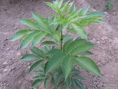 接骨木适合北方生长吗,接骨木习性形态