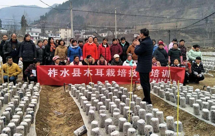 柞水黑木耳东方甄选,柞水木耳特产店