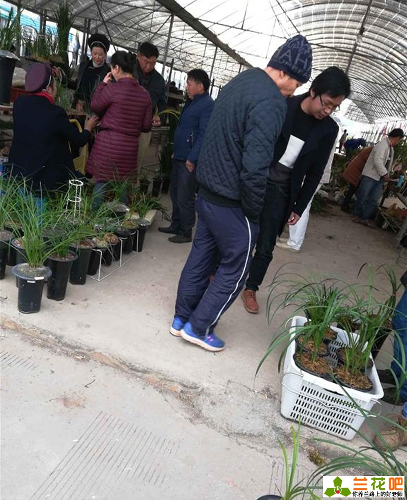 兰花种类和价格行情,现在兰花有特别贵的吗