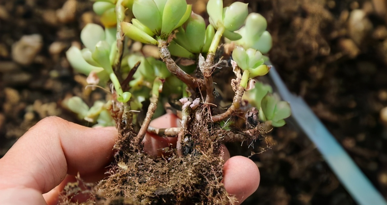 多肉植物有什么症状和注意事项,多肉植物的几种常见病