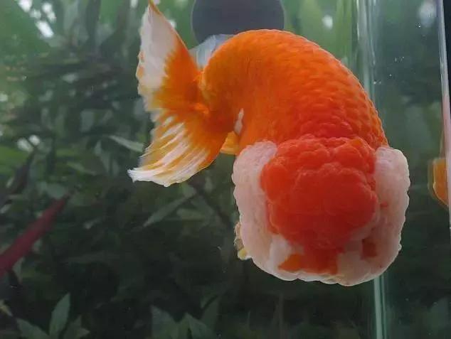 整顿箱养兰寿金鱼饲养技巧,兰寿金鱼怎么饲养长得快